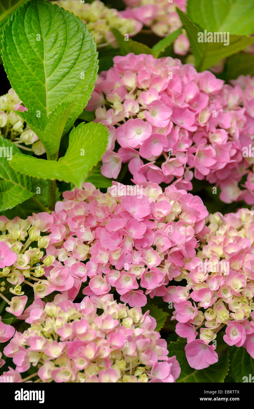 Garten Hortensie, Spitze Kappe Hortensie (Hydrangea Macrophylla ' Forever and ever Pink Hydrangea Macrophylla für immer und ewig Pink), rosa Sorte für immer und ewig Stockfoto