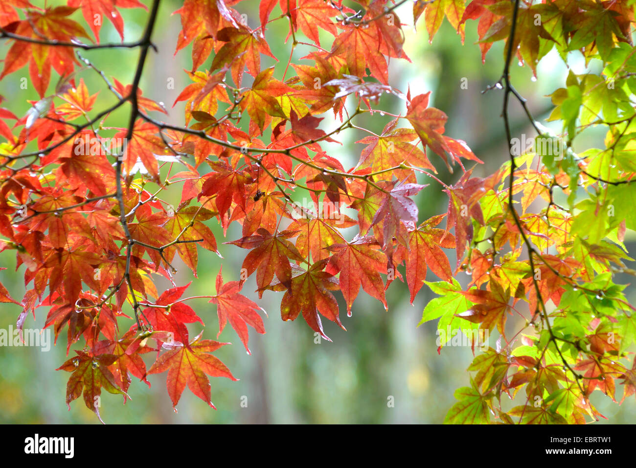 Japanischer Ahorn (Acer Palmatum), Niederlassung in Hintergrundbeleuchtung, Japan Honshu Stockfoto