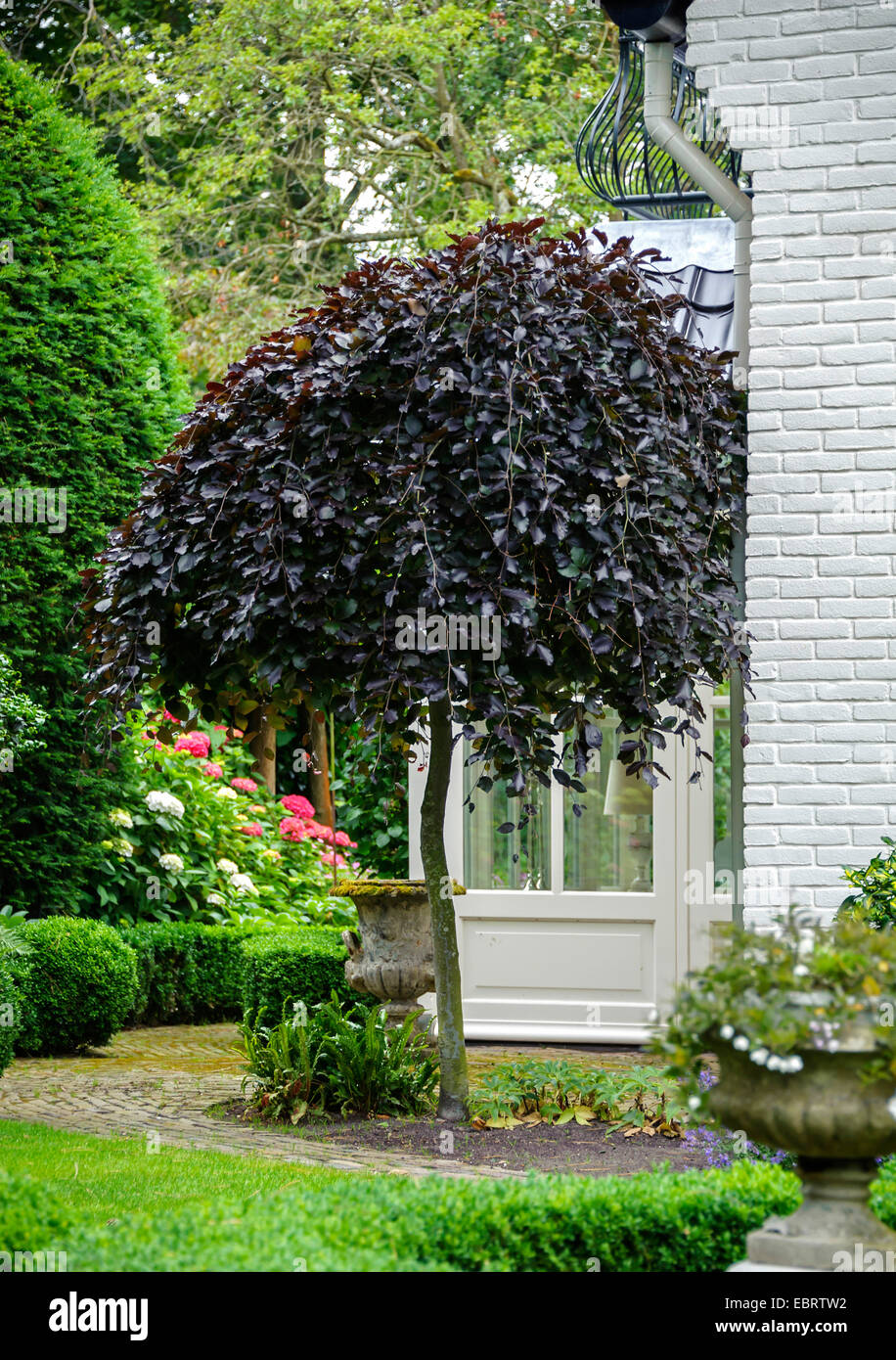 Lila blättrige Trauerbuche (Fagus sylvatica 'pendula', Fagus sylvatica pendula), Sorte purpurea pendula in einem Garten, Niederlande Stockfoto