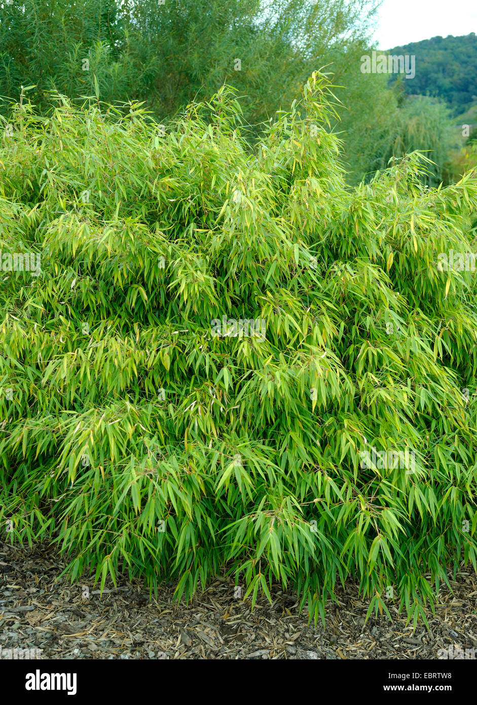 Brunnen-Bambus (Fargesia Rufa), Deutschland Stockfoto