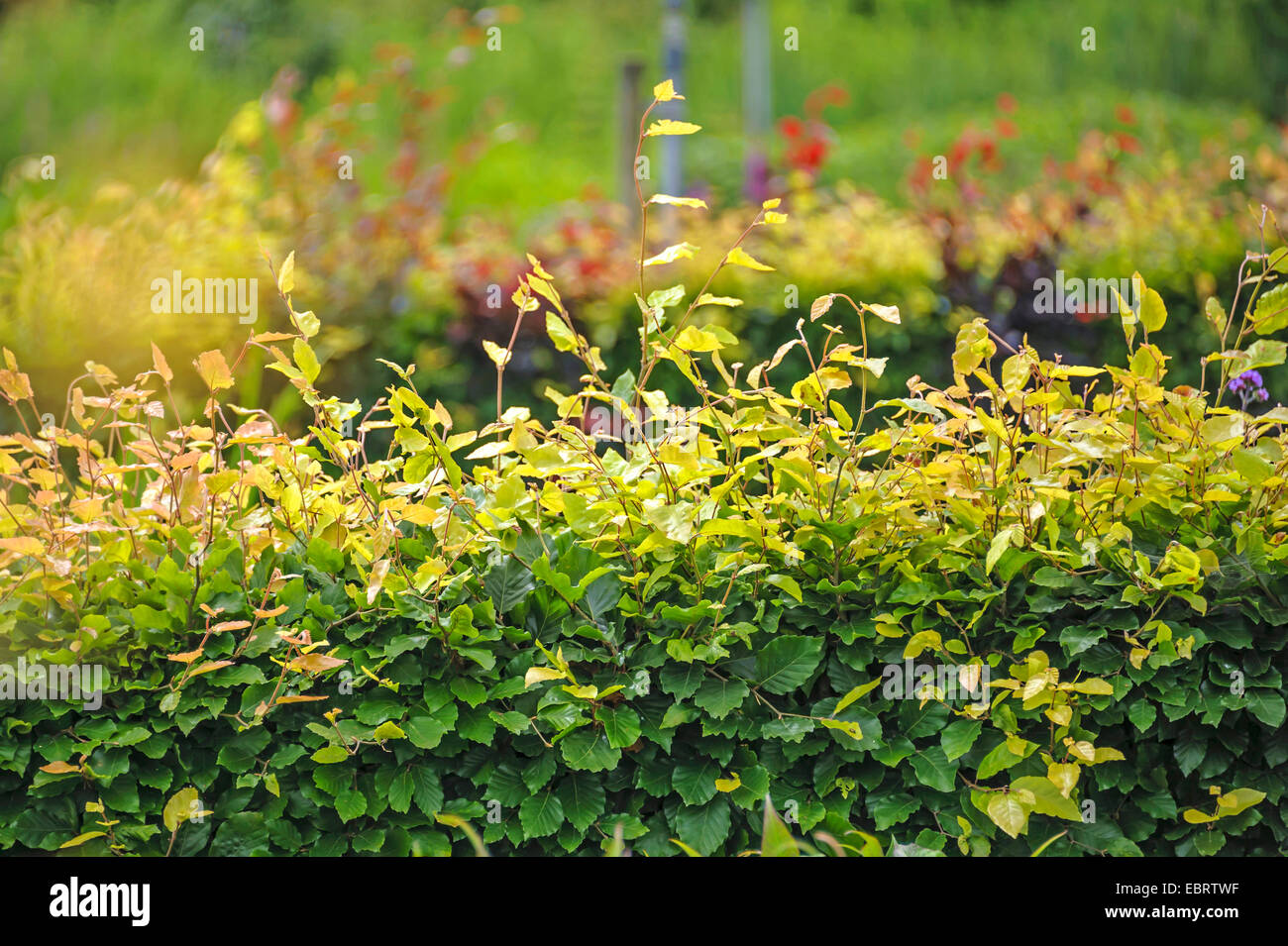 Rotbuche (Fagus Sylvatica), Beech Hedge, Niederlande Stockfoto