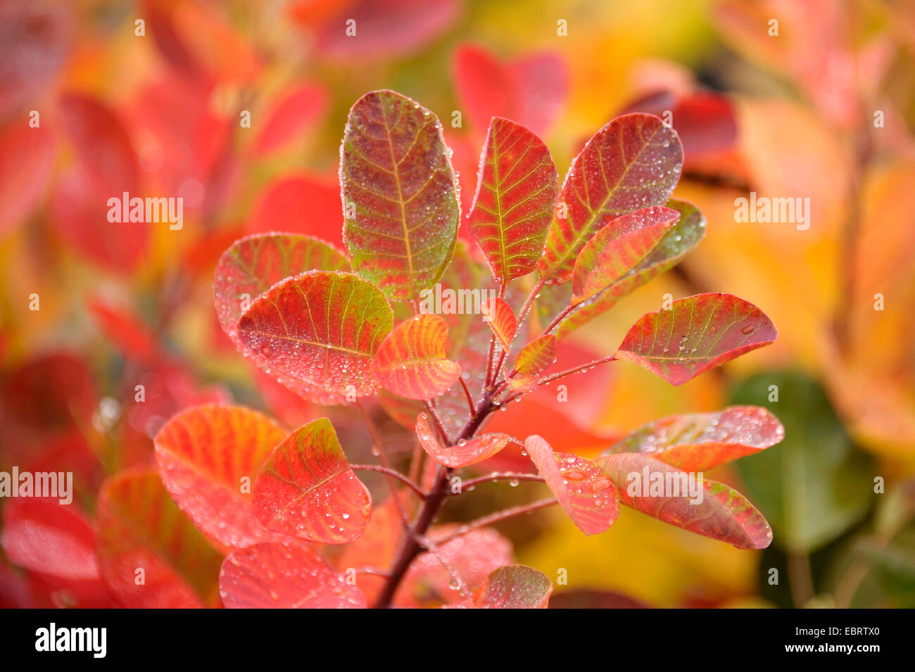 venezianische Sumach, Smoketree (Cotinus Coggygria ' Young Lady', Cotinus Coggygria jungen Dame, Rhus Cotinus), Sorte junge Dame Stockfoto