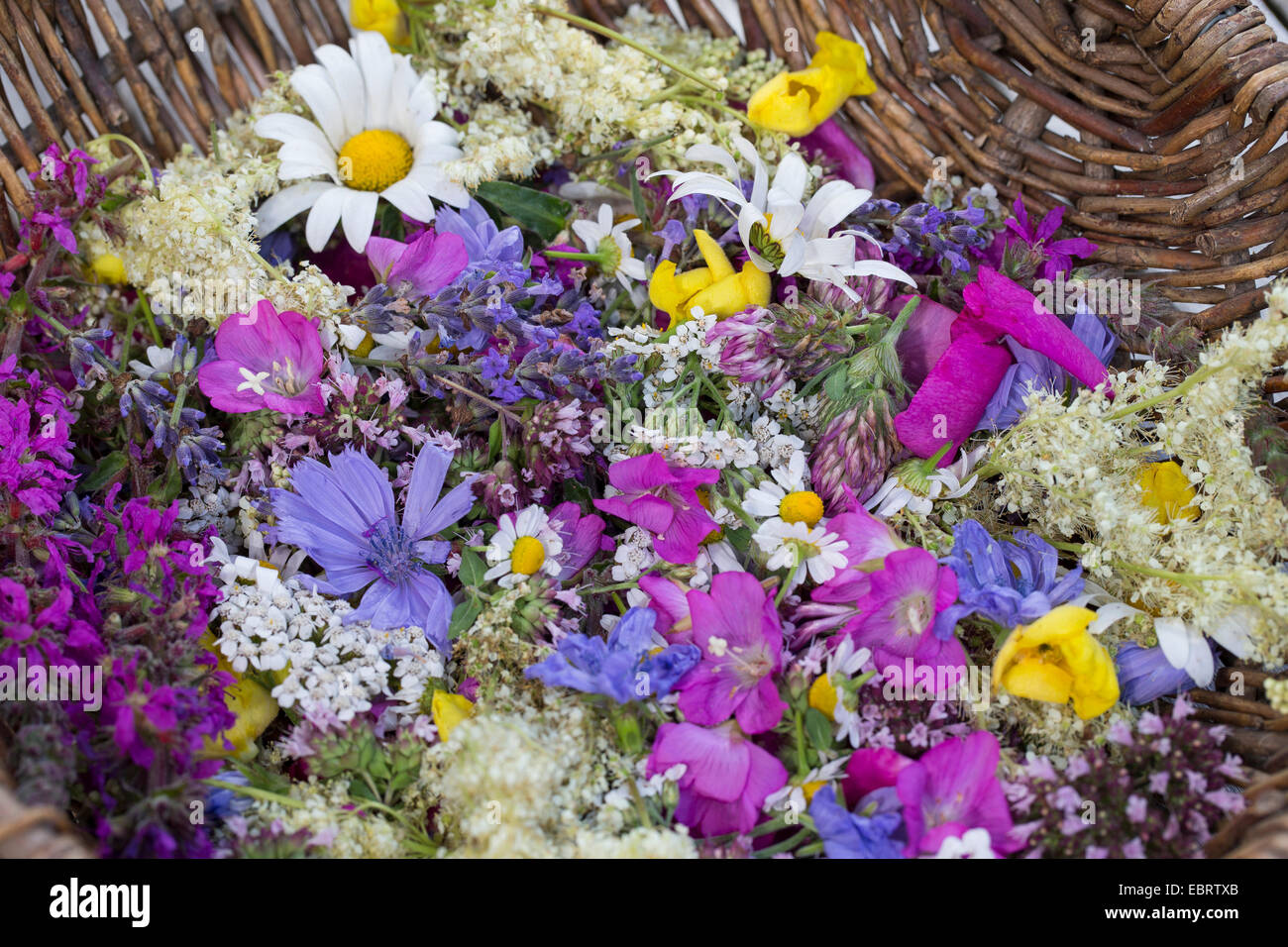 essbare Blüten in einem Korb, Deutschland Stockfoto