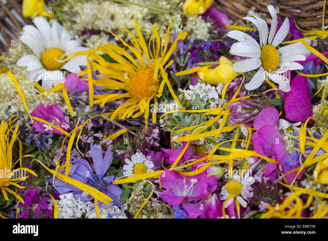 essbare Blüten in einem Korb, Deutschland Stockfoto