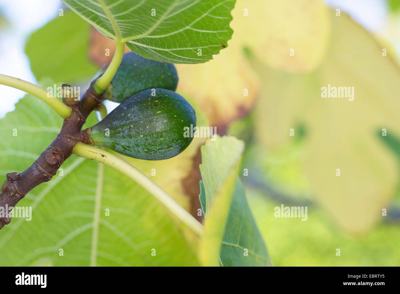 Essbare Feigen, gemeinsame Fig, Volksheiligen (Ficus Carica), Zweig mit unreifen Infructescens Stockfoto