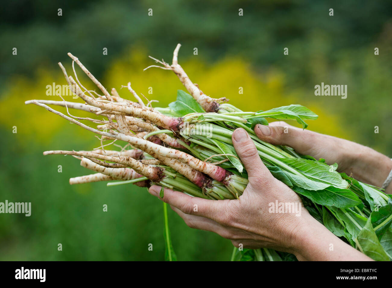 gemeinsamen Nachtkerze (Oenothera Biennis), essbare Wurzeln, Deutschland Stockfoto