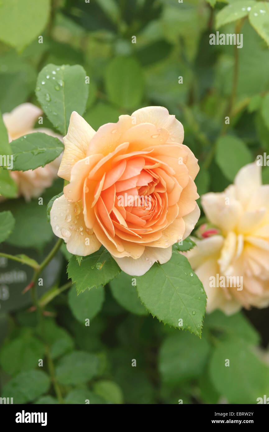 dekorative Rose (Rosa 'Grace', Rosa Grace), Sorte Grace, Deutschland, Baden-Württemberg Stockfoto