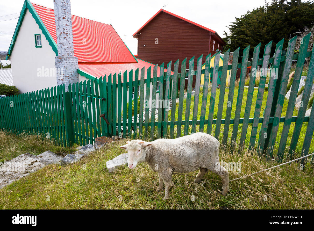 Hausschaf (Ovis Ammon F. Aries), Schafe angeseilt am Gartenzaun eines residental Gebäudes, Falkland-Inseln, East Falkland-Inseln, Port Stanley Stockfoto
