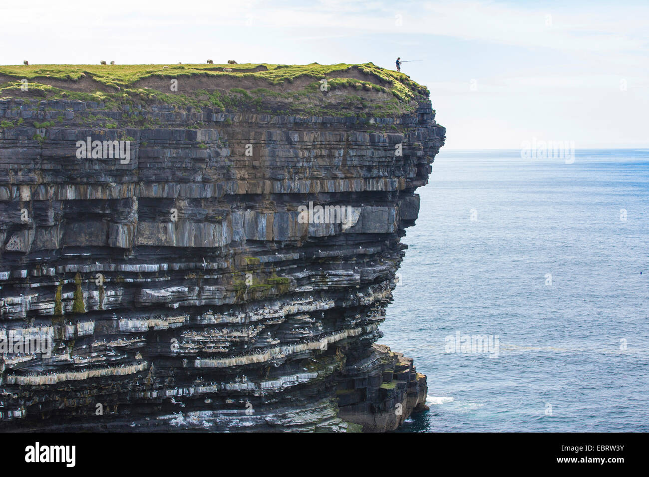 Angler auf einer Steilküste über eine Kolonie von Trottellummen, Irland, County Mayo, Downpatrik Head Stockfoto