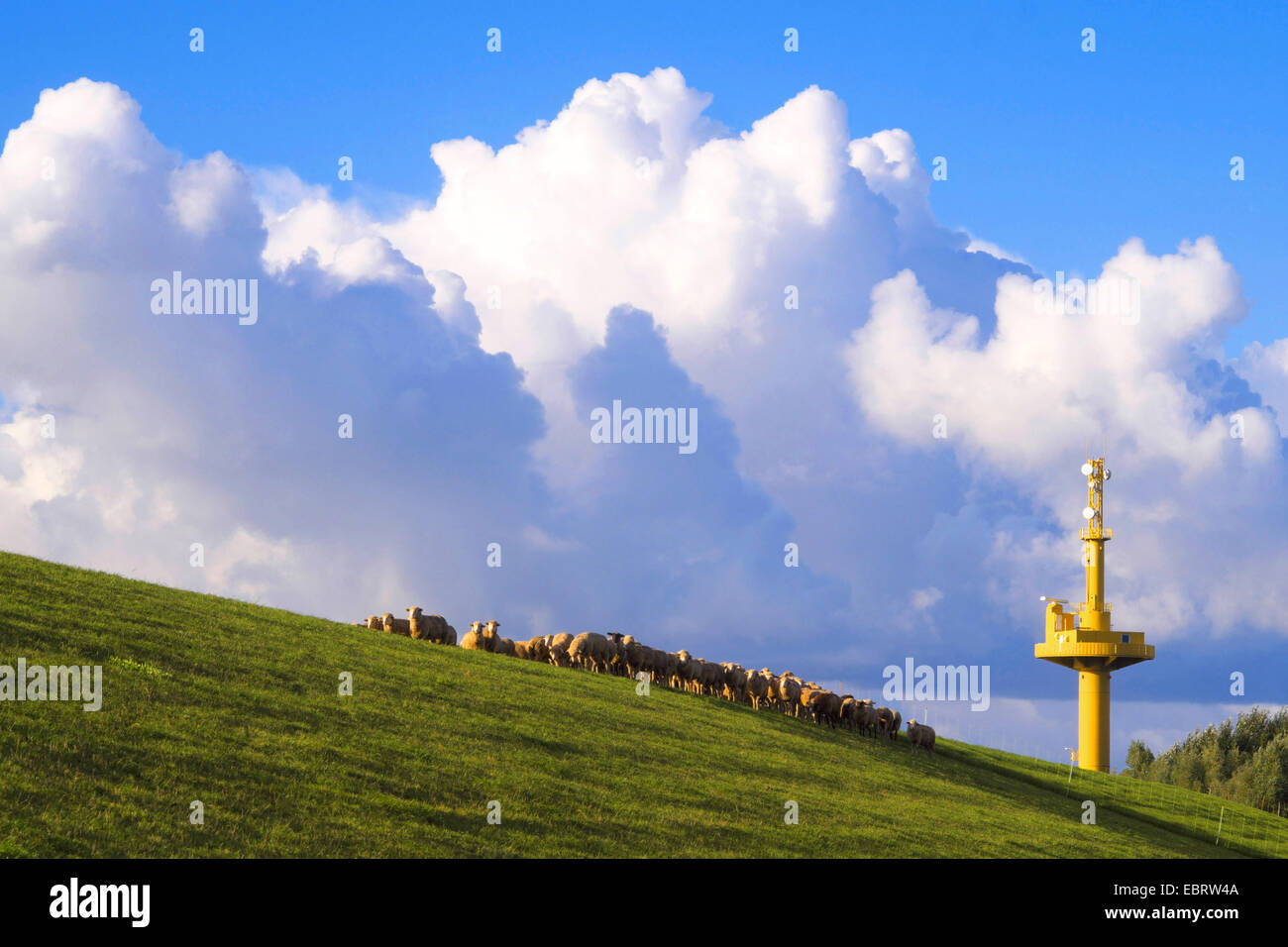 Schafe auf dem Deich Wester in der Nähe von Wurthfleth mit einem Radartower im Hintergrund, Deutschland, Niedersachsen Stockfoto