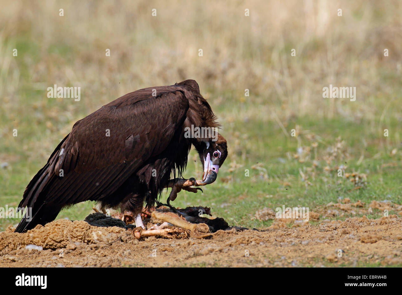 Cinereous Vulture (Aegypius Monachus), unreifen Vogel frisst ein totes Schaf, Spanien, Extremadura Stockfoto