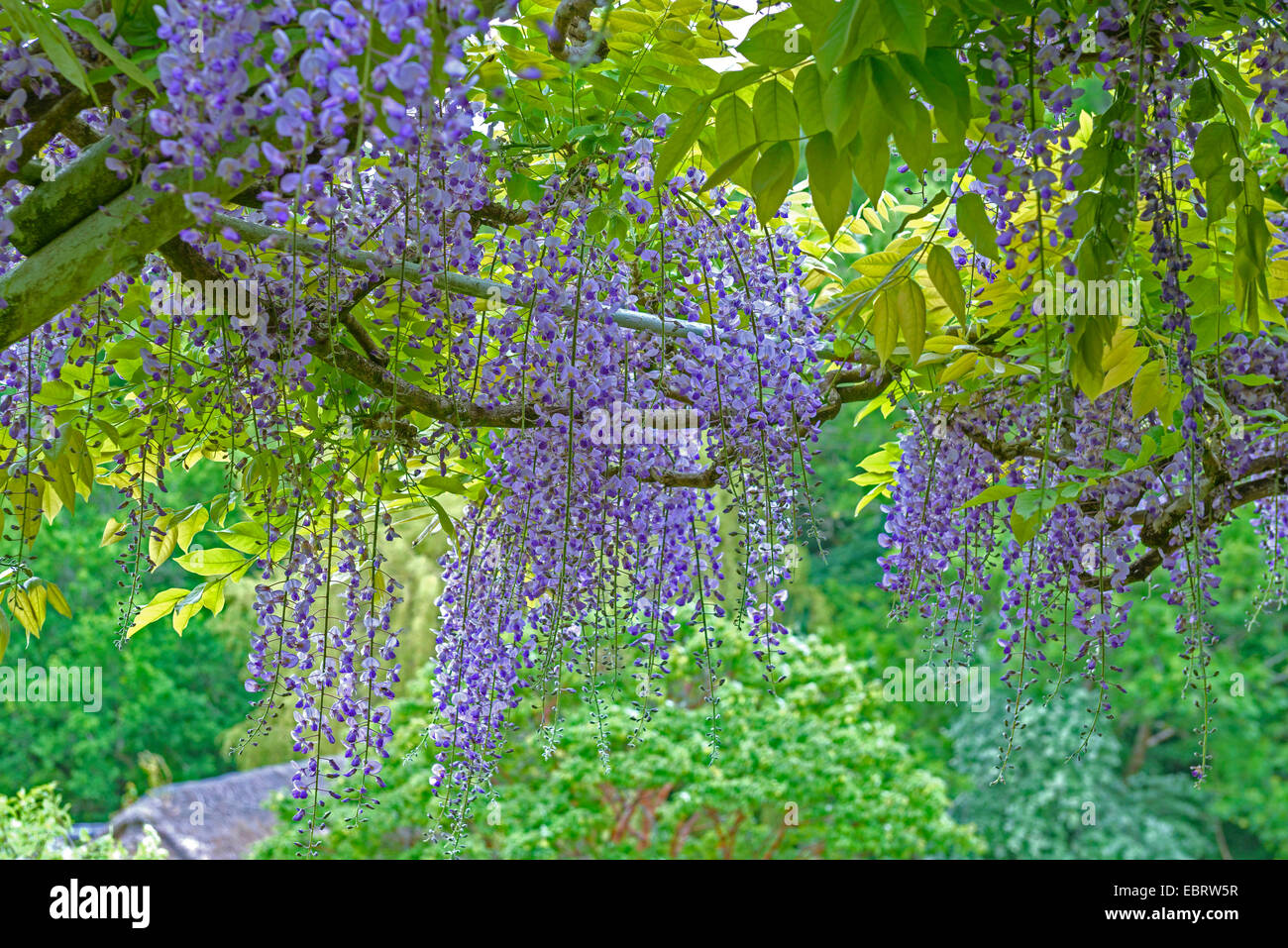 Glyzinien floribunda burford Fotos und Bildmaterial in hoher