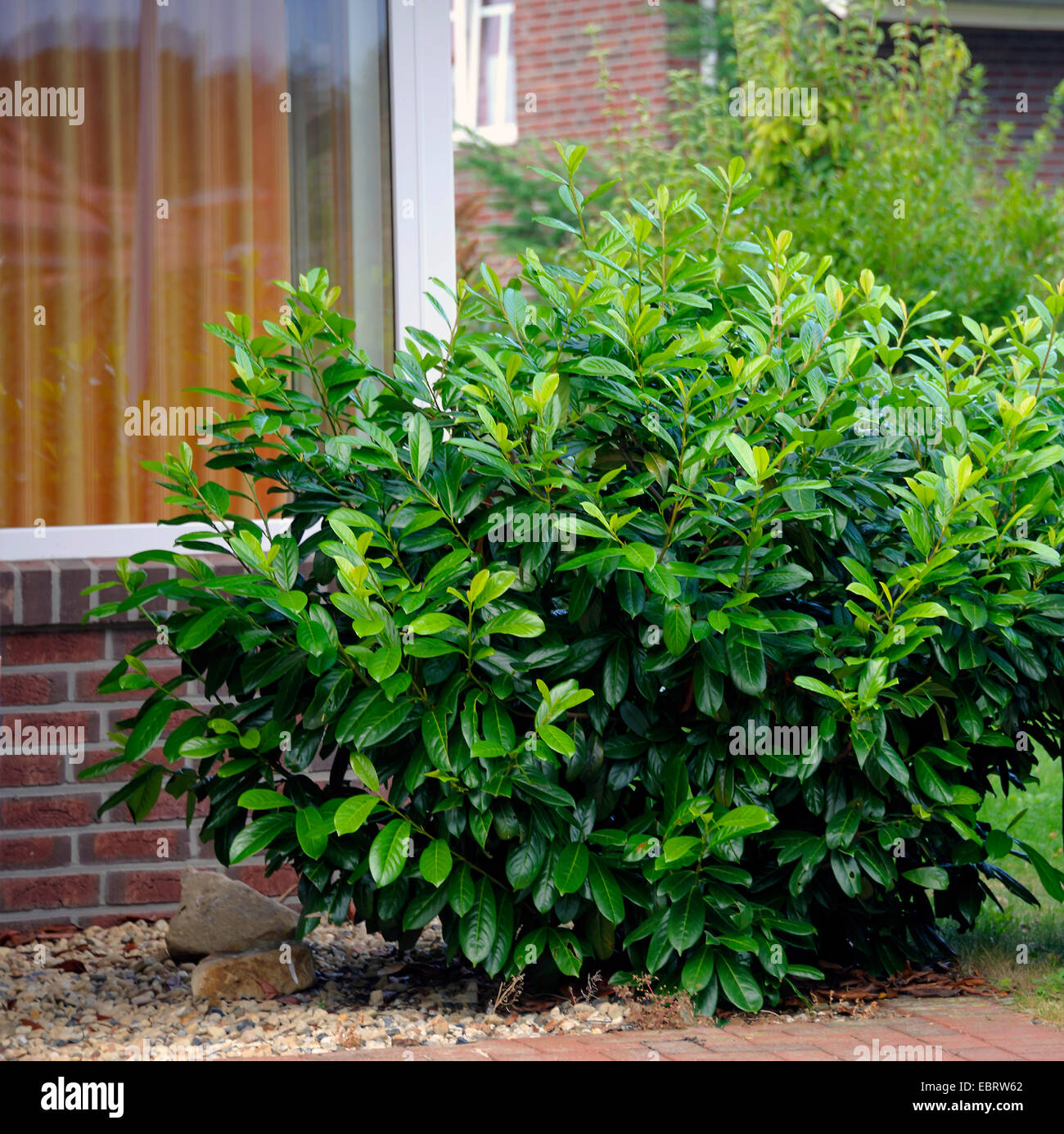Kirschlorbeer (Prunus Laurocerasus "Diana", Prunus Laurocerasus Diana