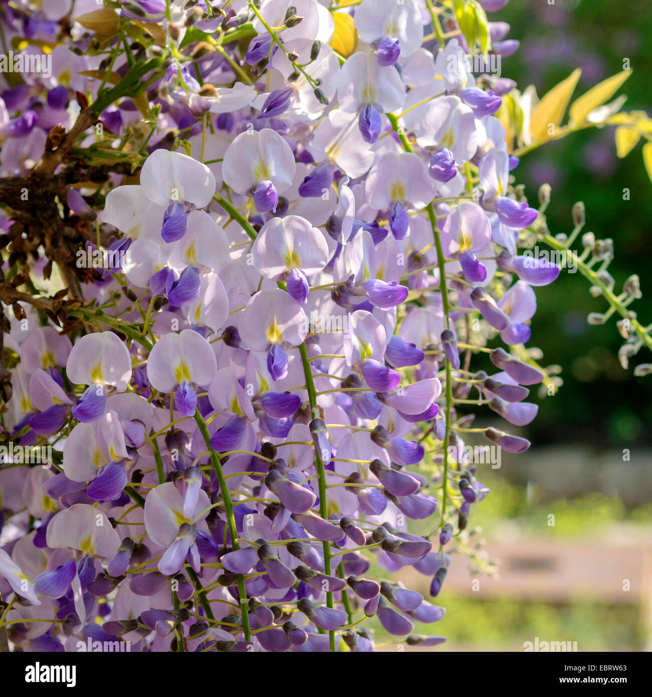 Japanische Wisteria (Wisteria Floribunda, Wisteria Brachybotrys), blühen Stockfoto