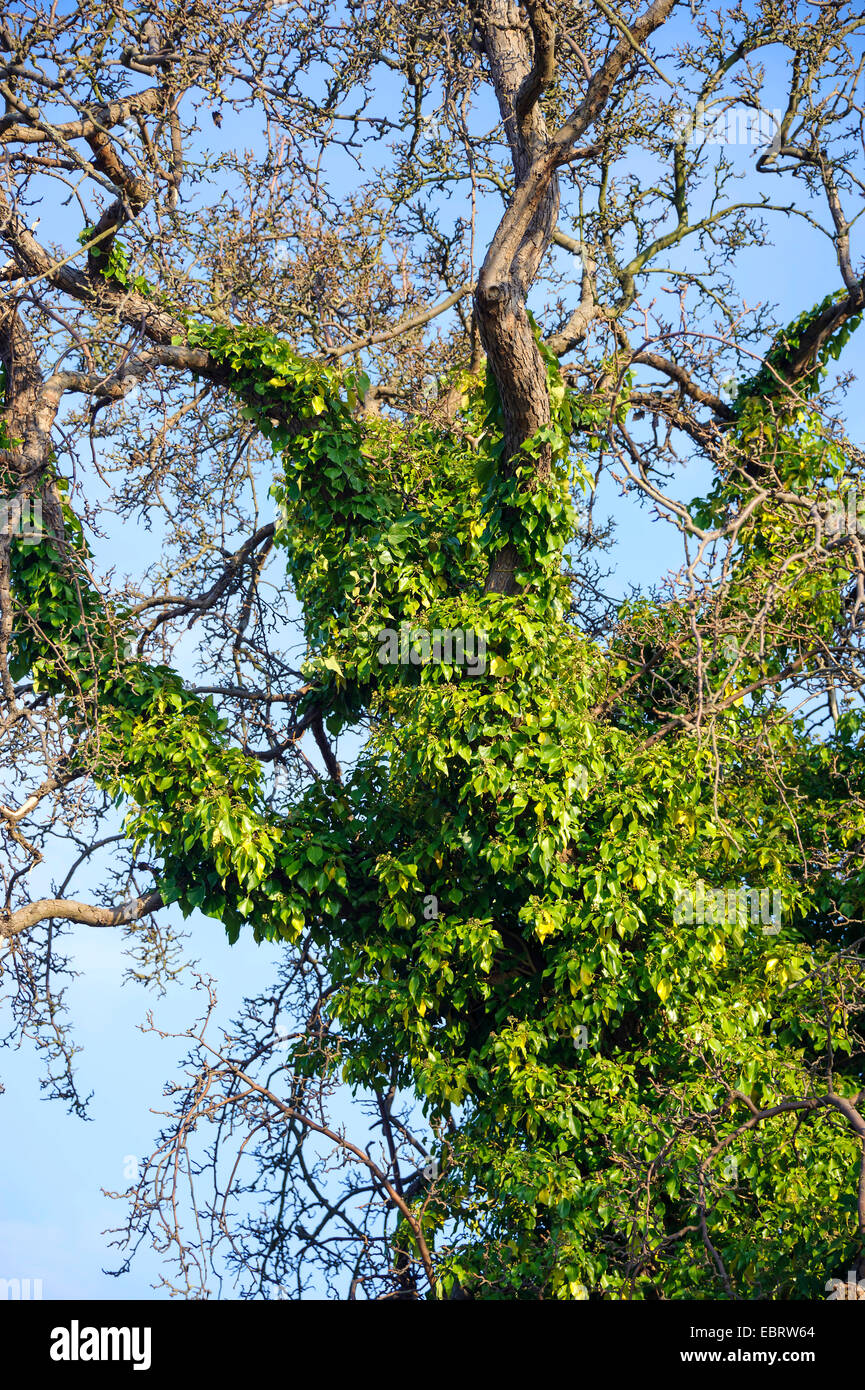 Englisch Efeu, Efeu, gemeinsame Efeu (Hedera Helix) im Winter auf einen Birnbaum, Deutschland, Mecklenburg-Vorpommern Stockfoto