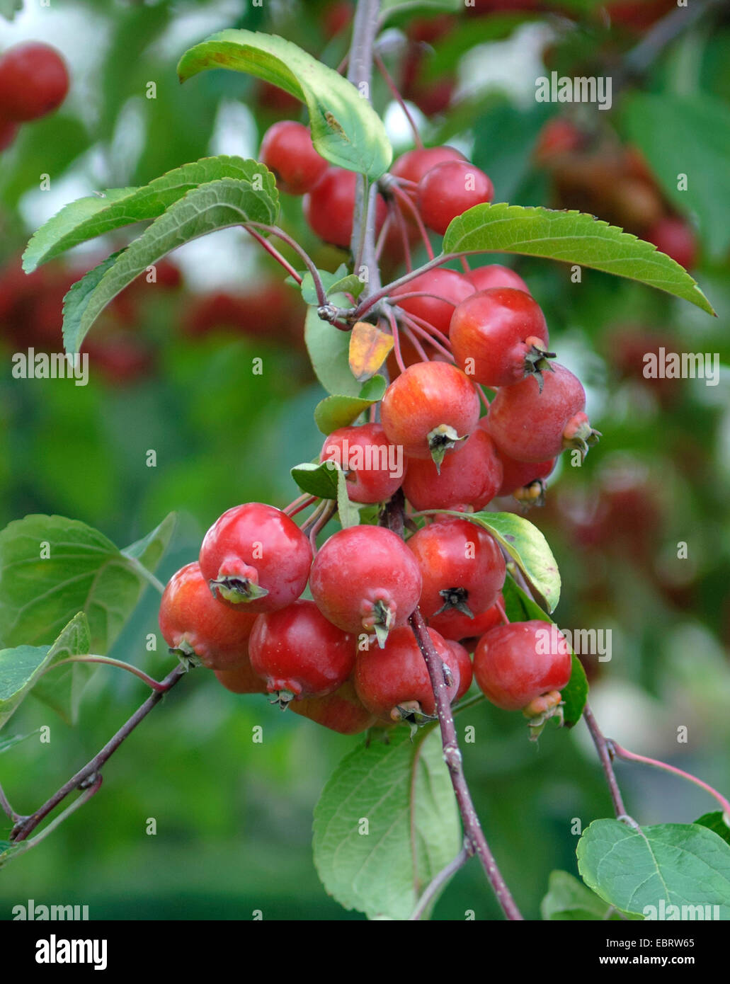 Ornamentale Apfelbaum (Malus 'Evereste' Malus Evereste) Cultivar Malus ' Evereste Stockfoto