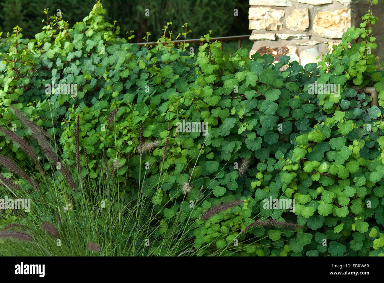 Mashua (Tropaeolum Tuberosum), Blätter Stockfoto