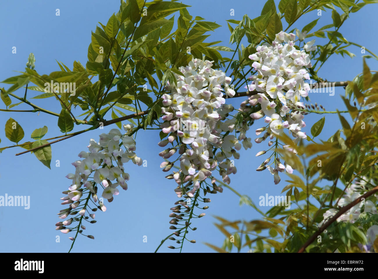 Japanische Wisteria (Wisteria Floribunda 'Honbeni', Wisteria Floribunda Honbeni), Sorte Honbeni Stockfoto