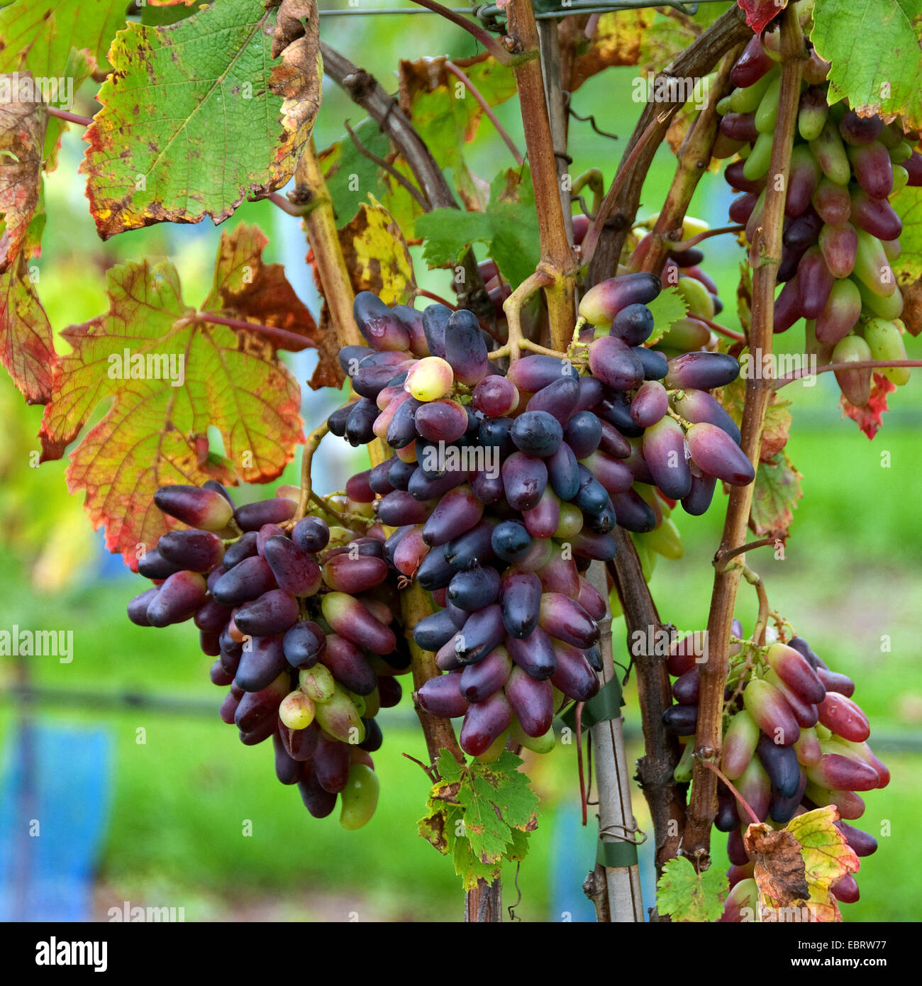 Rebe, Weinrebe (Vitis Vinifera "Souvenir", Vitis Vinifera Souvenier), Sorte Souvenier Stockfoto