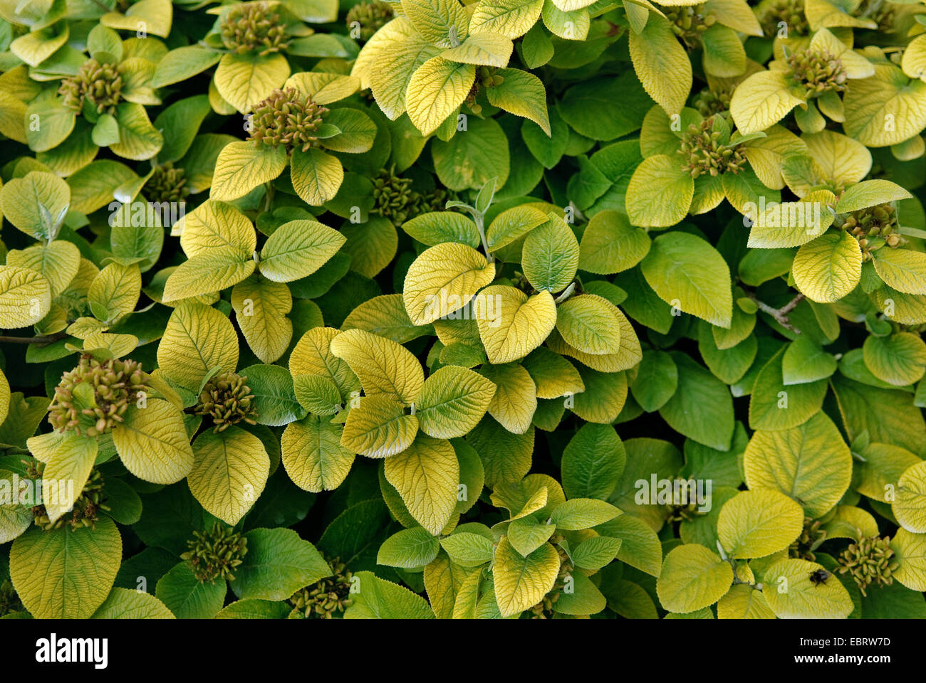 wolliger-Baum (Viburnum Lantana 'Aureum', Viburnum Lantana Aureum), Cultvar Aureum Stockfoto