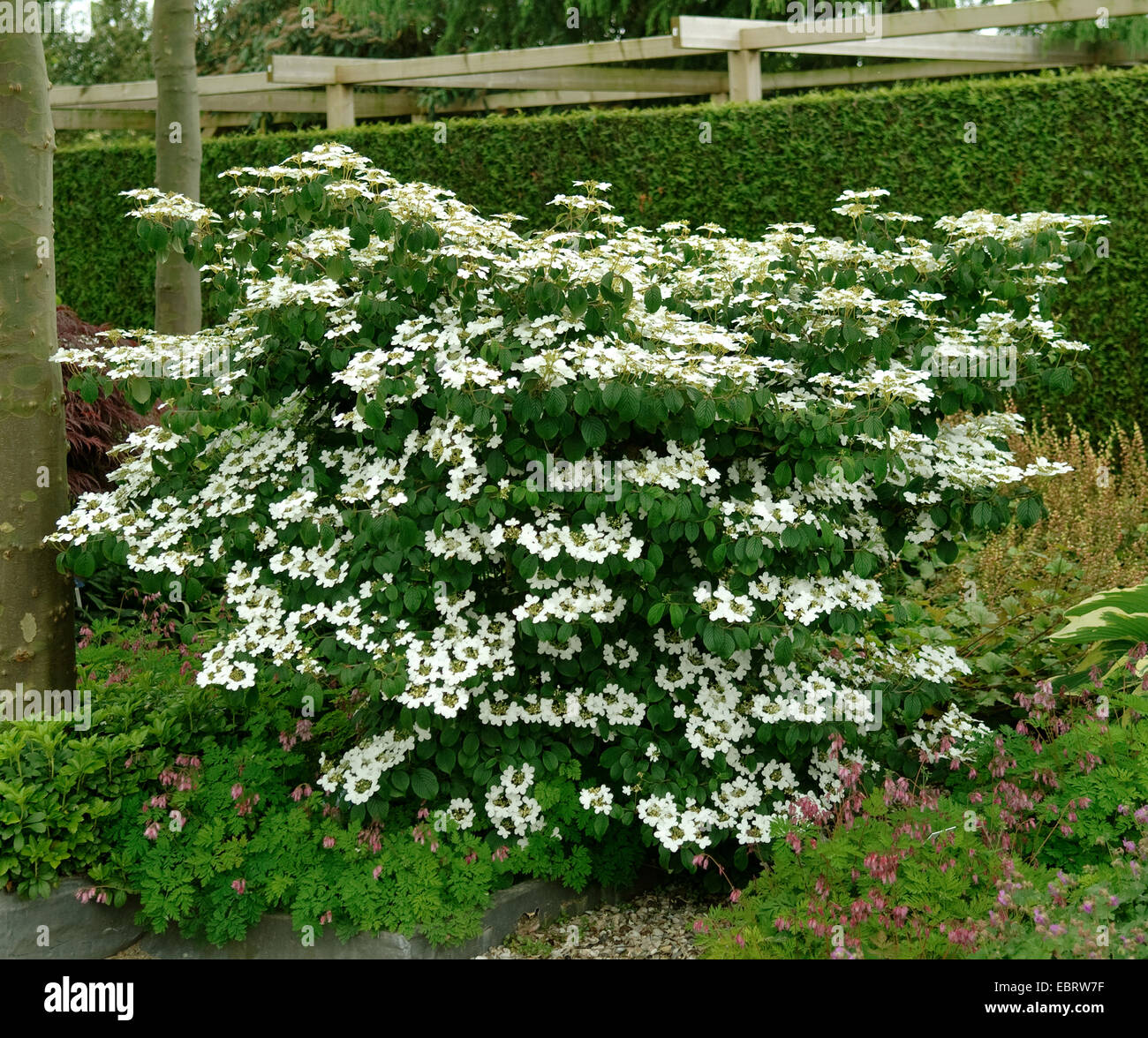 Doublefile Schneeball (Viburnum Plicatum 'Mariesii', Viburnum Plicatum Mariesii), Mariesii, blühende Sorte Stockfoto