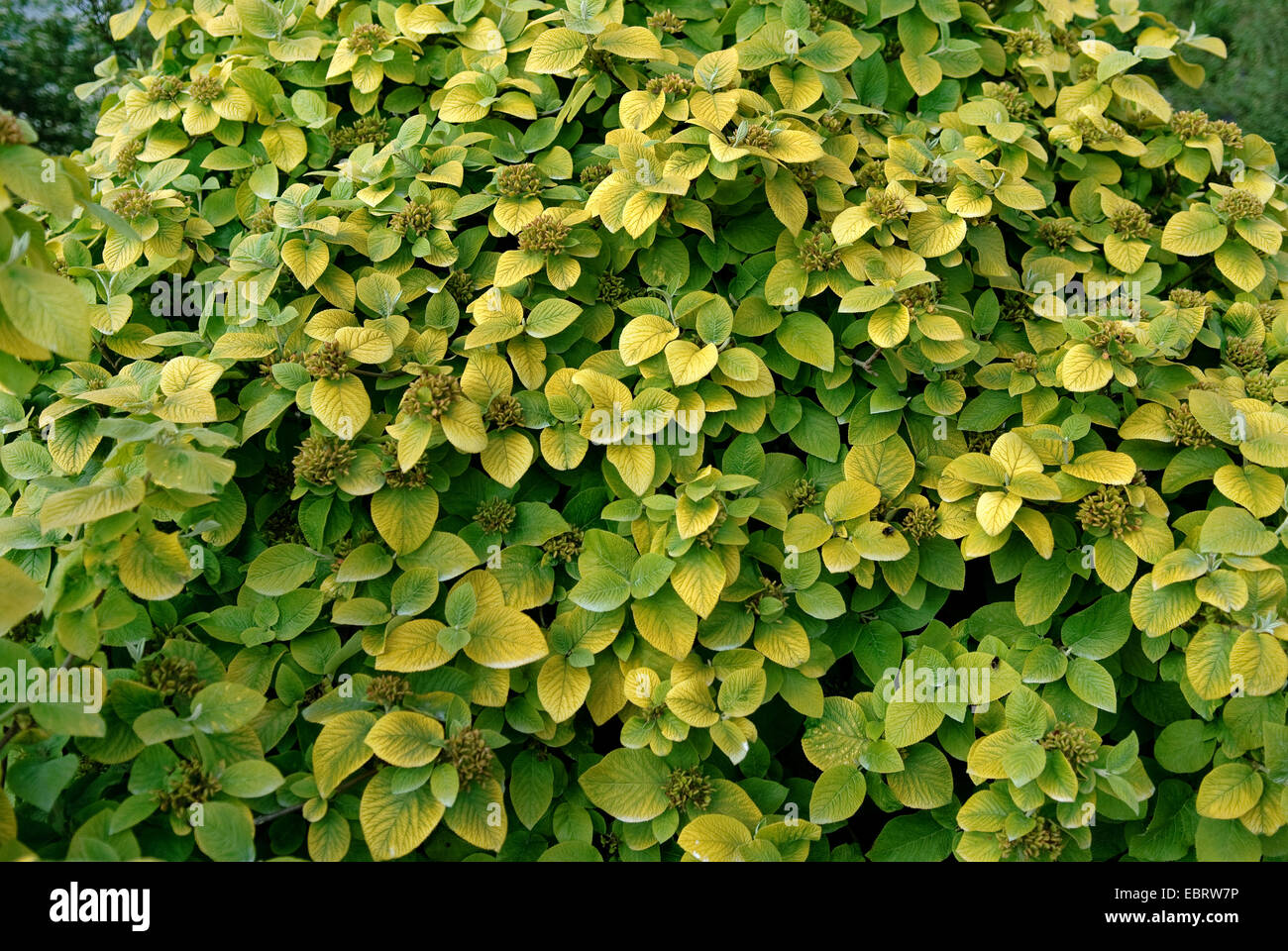 wolliger-Baum (Viburnum Lantana 'Aureum', Viburnum Lantana Aureum), Cultvar Aureum Stockfoto