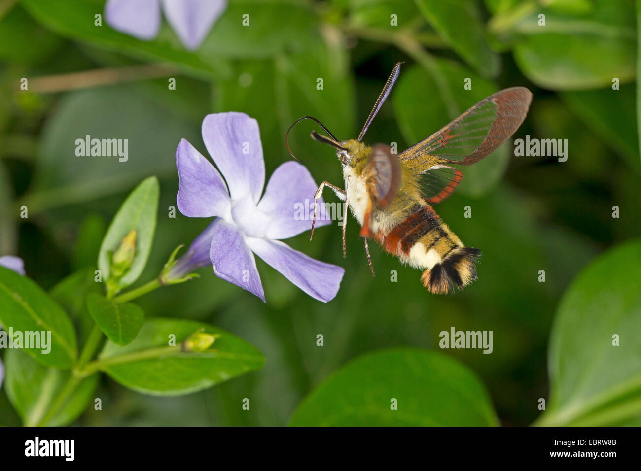 Breit-umrandeten Biene Hawk-Moth, breit-umrandeten Biene Hawkmoth (Hemaris Fuciformis, Haemorrhagia Fuciformis), im Schwebeflug für Immergrün, Deutschland Stockfoto