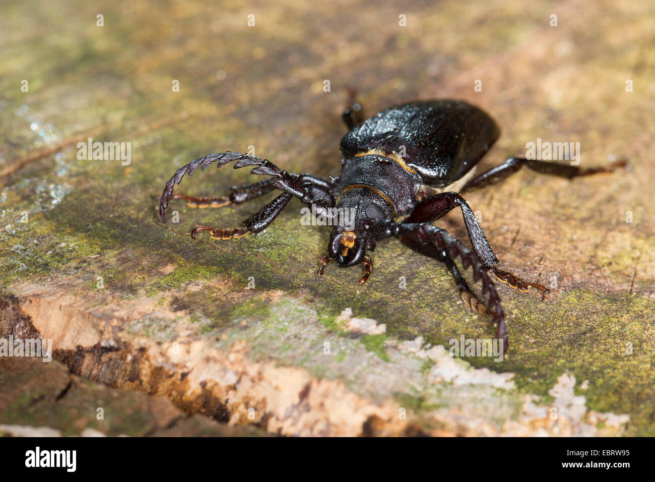 Prionus Longhorn Beetle, größere britische Longhorn, der Gerber, Sawyer (Prionus Coriarius), Männchen auf Holz, Deutschland Stockfoto
