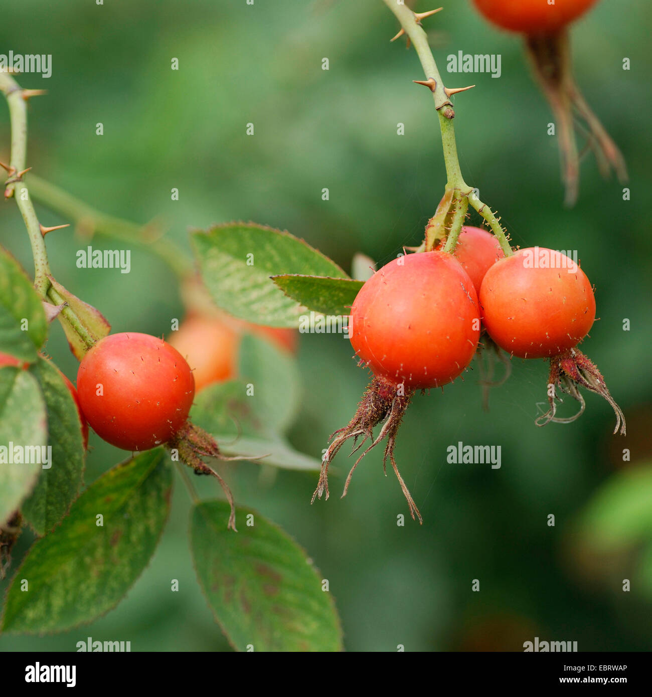 Downy Rose (Rosa Villosa), Früchte auf einem Baum, Deutschland, Brandenburg Stockfoto