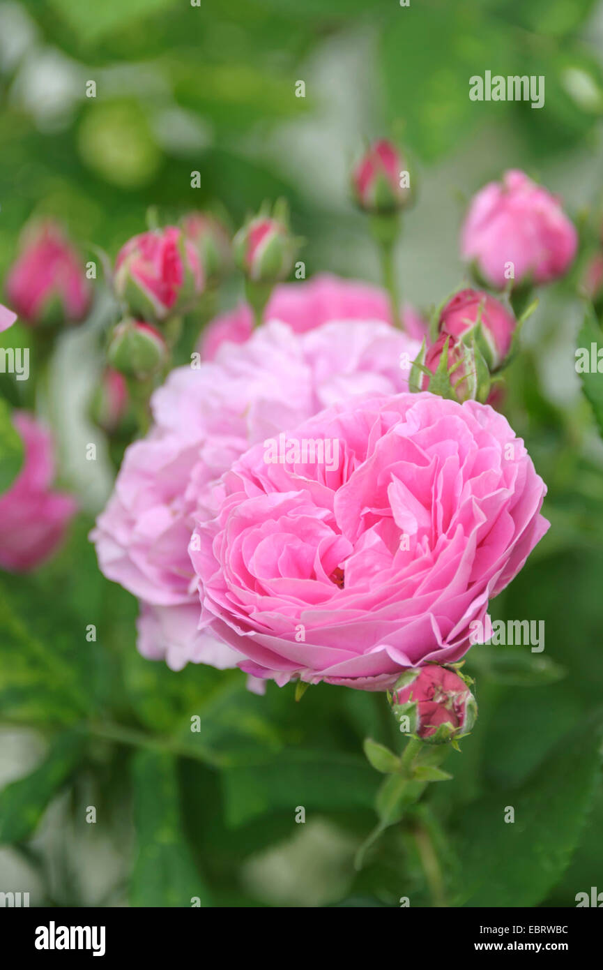 dekorative Rose (Rosa 'Louise Odier', Rosa Louise Odier), Sorte Louise Odier, Deutschland, Sachsen Stockfoto