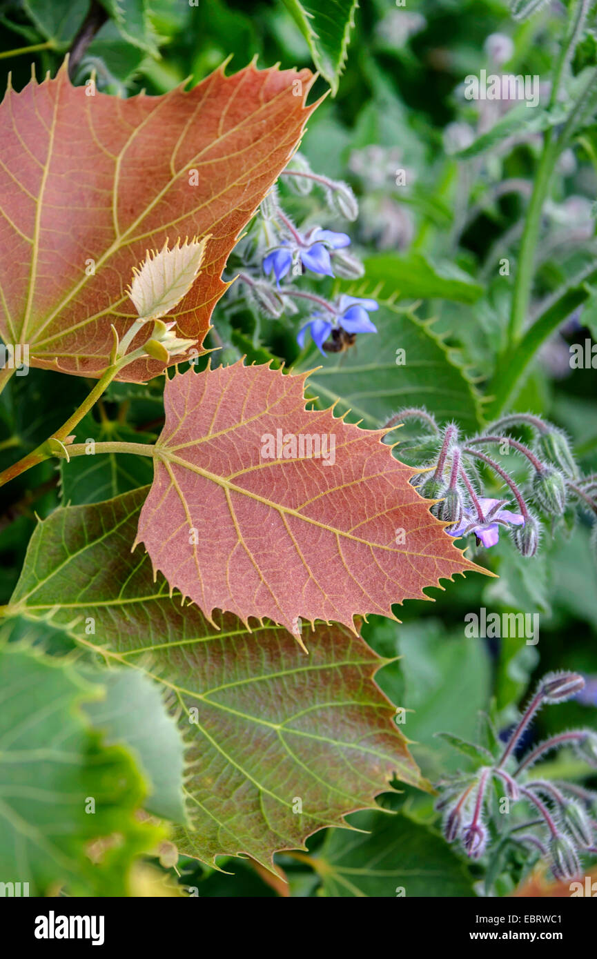 Henrys Linde (Tilia Henryana), Blätter, Eagle Harbor, Floriade 2012 Stockfoto