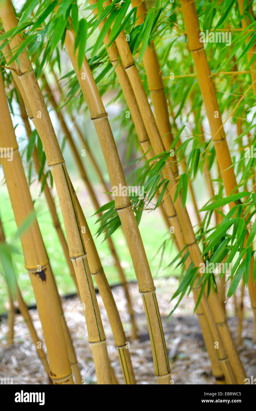 Phyllostachys (Phyllostachys Vivax 'Aureocaulis' Phyllostachys Vivax Aureocaulis), Sprossen Stockfoto