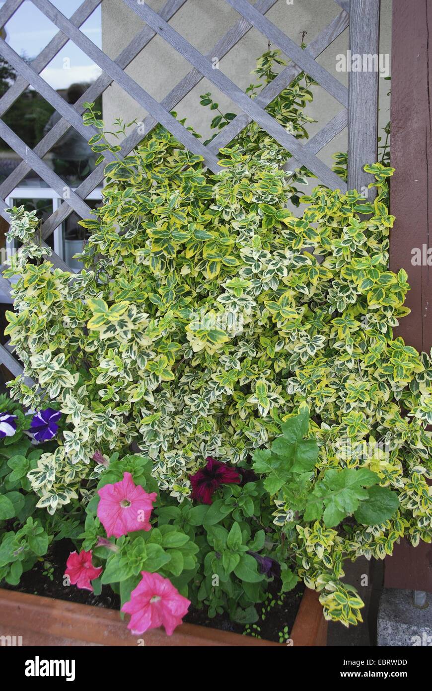 Klettern Pfaffenhütchen, Wintercreeper Euonymus, Winter-Creeper (Euonymus Fortunei "Emerald'n Gold", Euonymus Fortunei Emerald'n Gold), mit Petunia gewinnen einen container Stockfoto