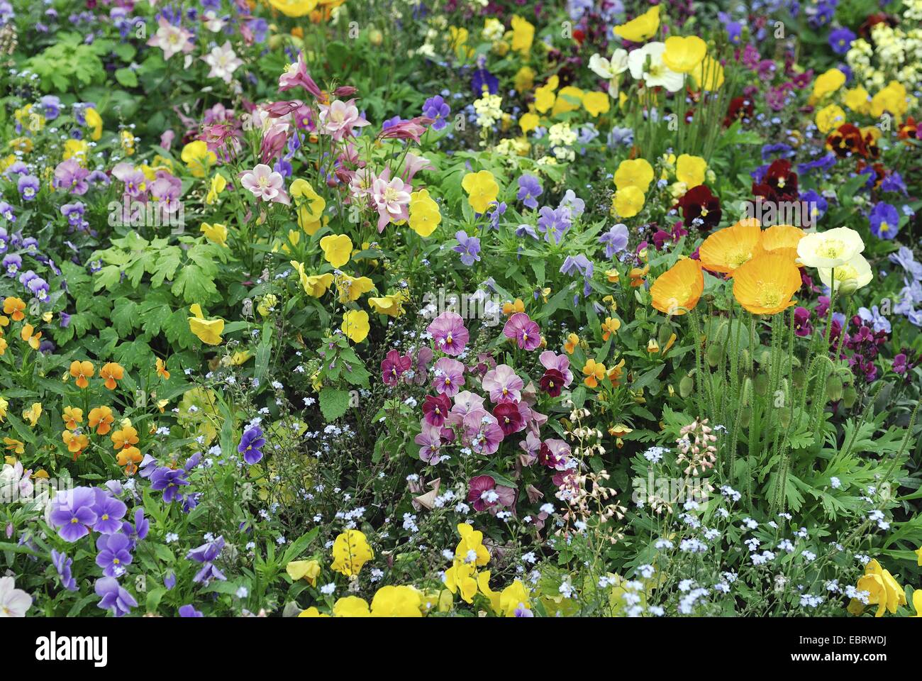 Stiefmütterchen, Stiefmütterchen Veilchen (Viola X wittrockiana, Viola Wittrockiana, Viola Hybrida), Blumenbeet im Frühjahr Stockfoto