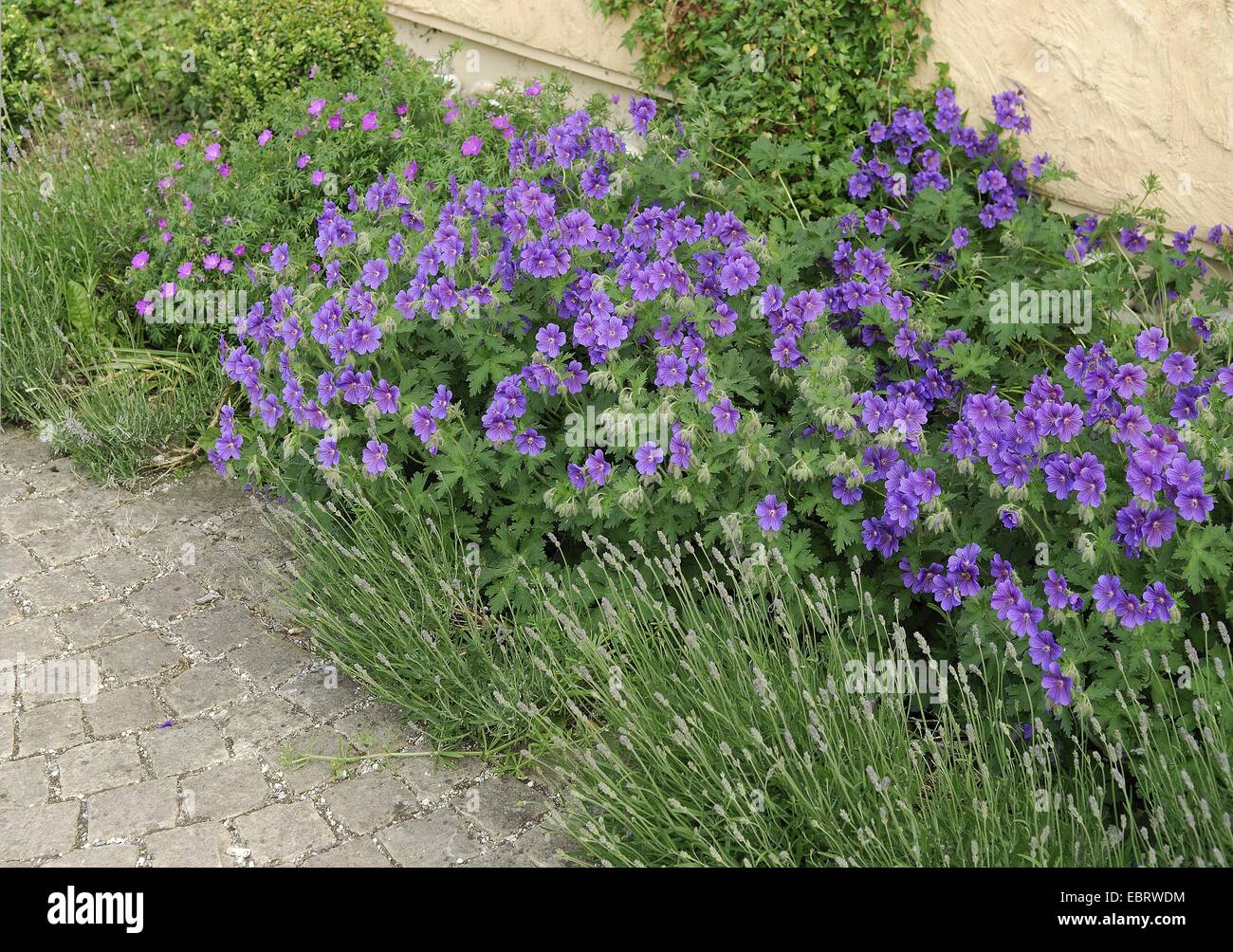 blühende Wiese Storchschnabel (Geranium Pratense 'Johnsons Blue' Johnsons Blue Geranium Pratense), Stockfoto
