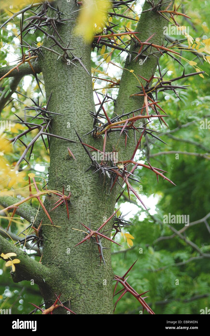 Honeylocust, Honigheuschrecke (Gleditsia Triacanthos), Stamm mit Stacheln Stockfoto