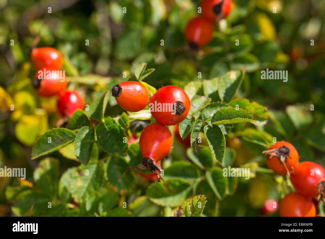 Sweet Briar Rose, Eglantine rose (Rosa Rubiginosa, Rosa Eglanteria), Zweig mit Früchten, Deutschland Stockfoto