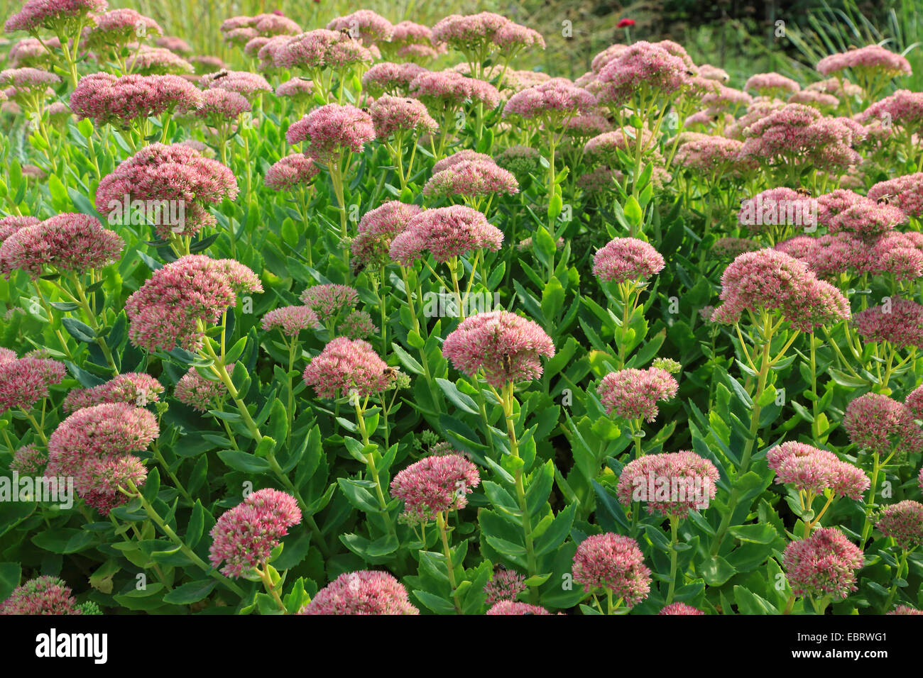 Indigen Fetthenne, Garten, Mauerpfeffer, Liveforever Fetthenne (Sedum