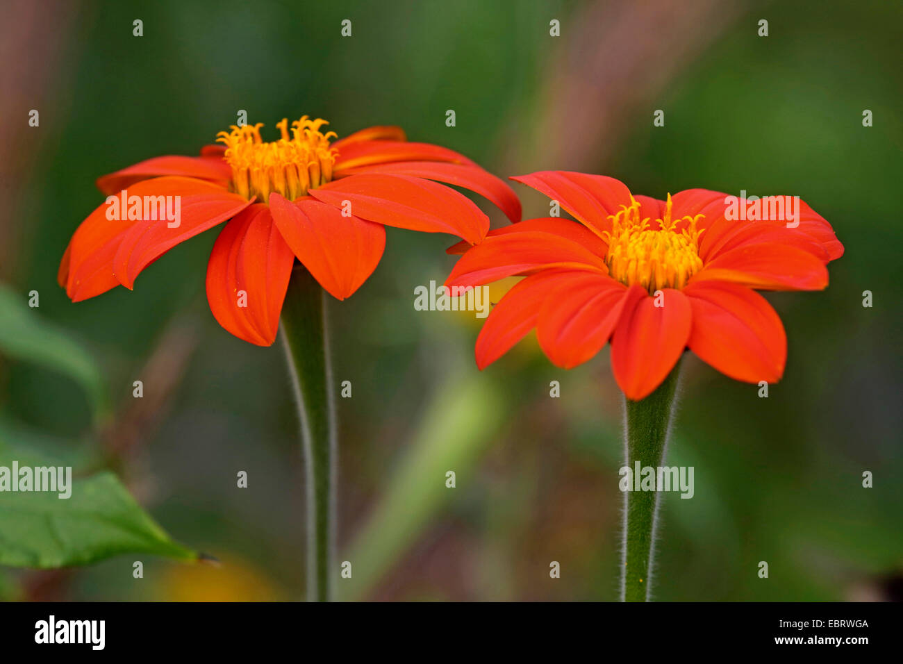 Mexikanische Sonnenblume (Tithonia Rotundifolia), blühen Stockfoto