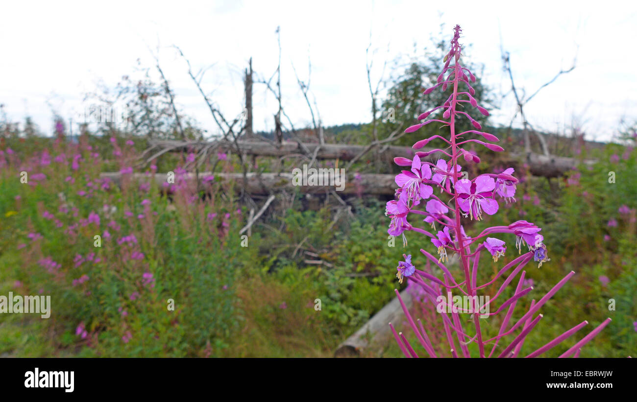 Weidenröschen, blühen Sally, Rosebay Weide-Kraut, große Weide-Kraut (Epilobium Angustifolium, Chamerion Angustifolium), blühen im Sturm beschädigt Waldfläche durch den Wirbelsturm Kyrill, Deutschland, Nordrhein-Westfalen, Sauerland Stockfoto Weidenröschen, blühen Sally, Rosebay Weide-Kraut, große Weide-Kraut (Epilobium Angustifolium, Chamerion Angustifolium), blühen im Sturm beschädigt Waldfläche durch den Wirbelsturm Kyrill, Deutschland, Nordrhein-Westfalen, Sauerland Stockfoto