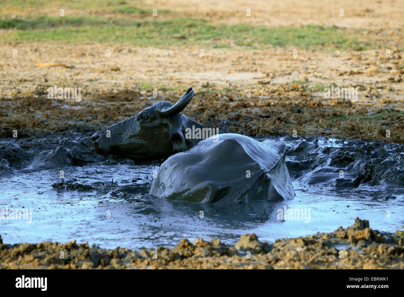 Asiatische Wasserbüffel, wilde Wasserbüffel, Carabao (beispielsweise Bubalus Bubalus Arnee), wälzen, Sri Lanka, Yala-Nationalpark Stockfoto