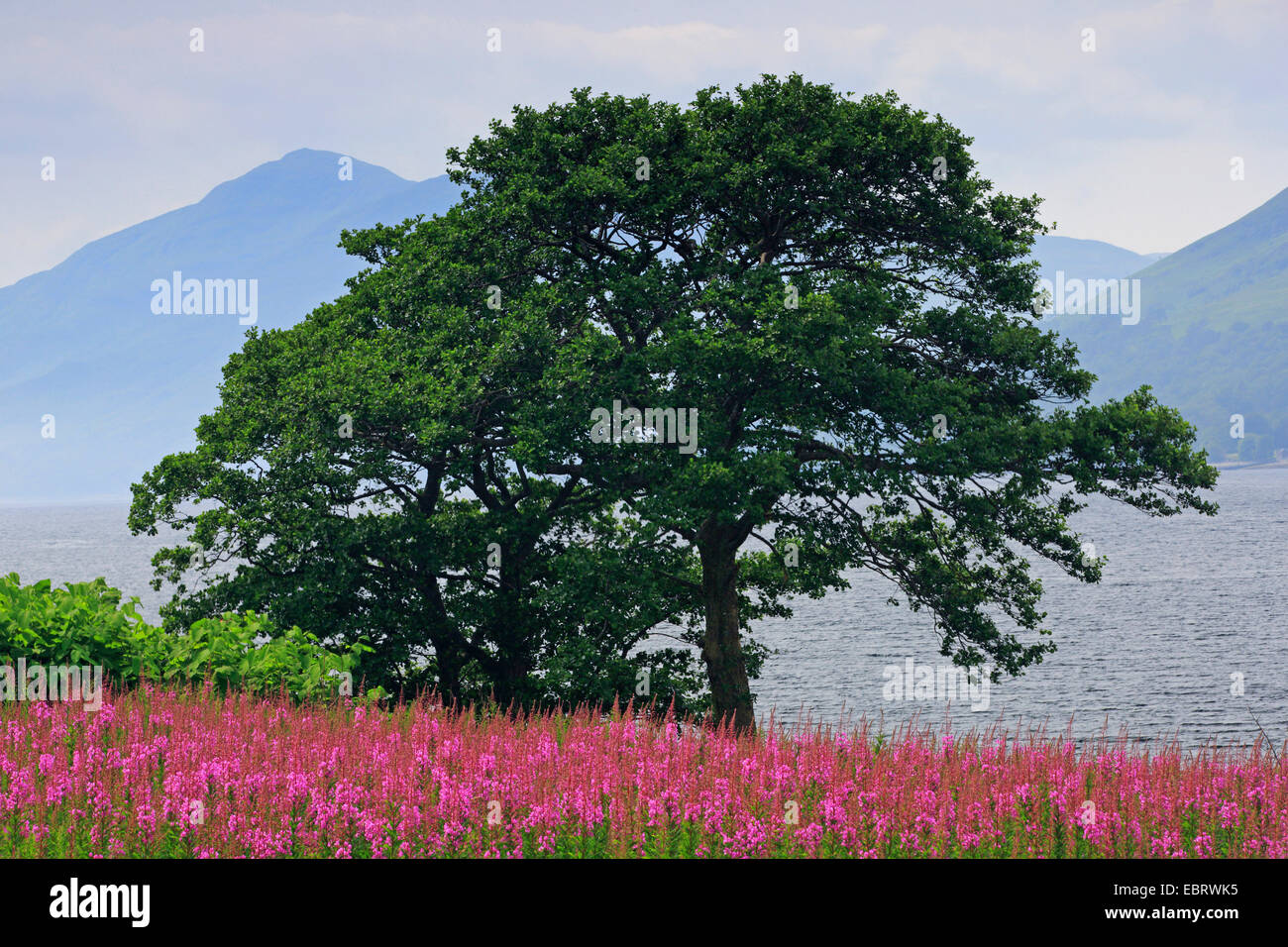 Weidenröschen, blühen Rosebay Weide-Kraut, große Weide-Kraut (Epilobium Angustifolium, Chamerion Angustifolium), Sally, Baum an die schottischen Highlands inmitten von Weidenröschen Stockfoto