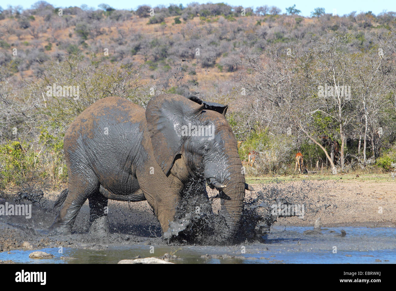 Afrikanischer Elefant (Loxodonta Africana), spritzt sich mit Wasser und Schlamm, Südafrika, Umfolozi Game Reserve Stockfoto