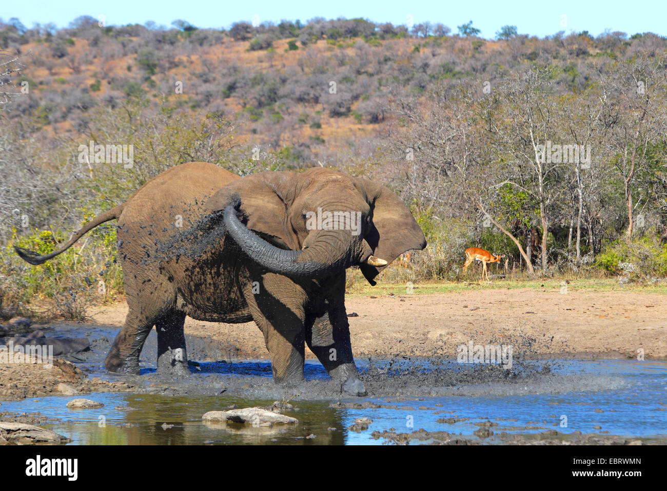Afrikanischer Elefant (Loxodonta Africana), Schlamm Baden, Südafrika, Hluhluwe-Umfolozi Nationalpark Stockfoto