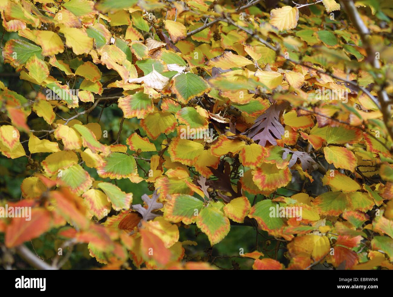 Japanische Zaubernuss (Hamamelis Japonica var. Flavopurpurascens, Hamamelis Japonica var. Flavo-Purpurascens), mit Blättern im Herbst Stockfoto