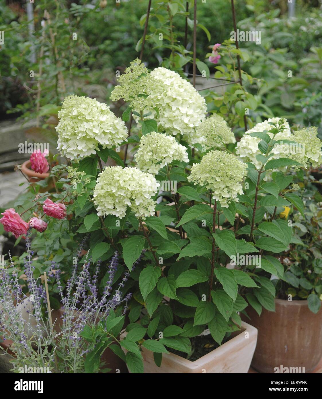 Rispen-Hortensie (Hydrangea Paniculata 'Limelight', Hydrangea Paniculata Limelight), Sorte Limelight als Container-Anlage Stockfoto