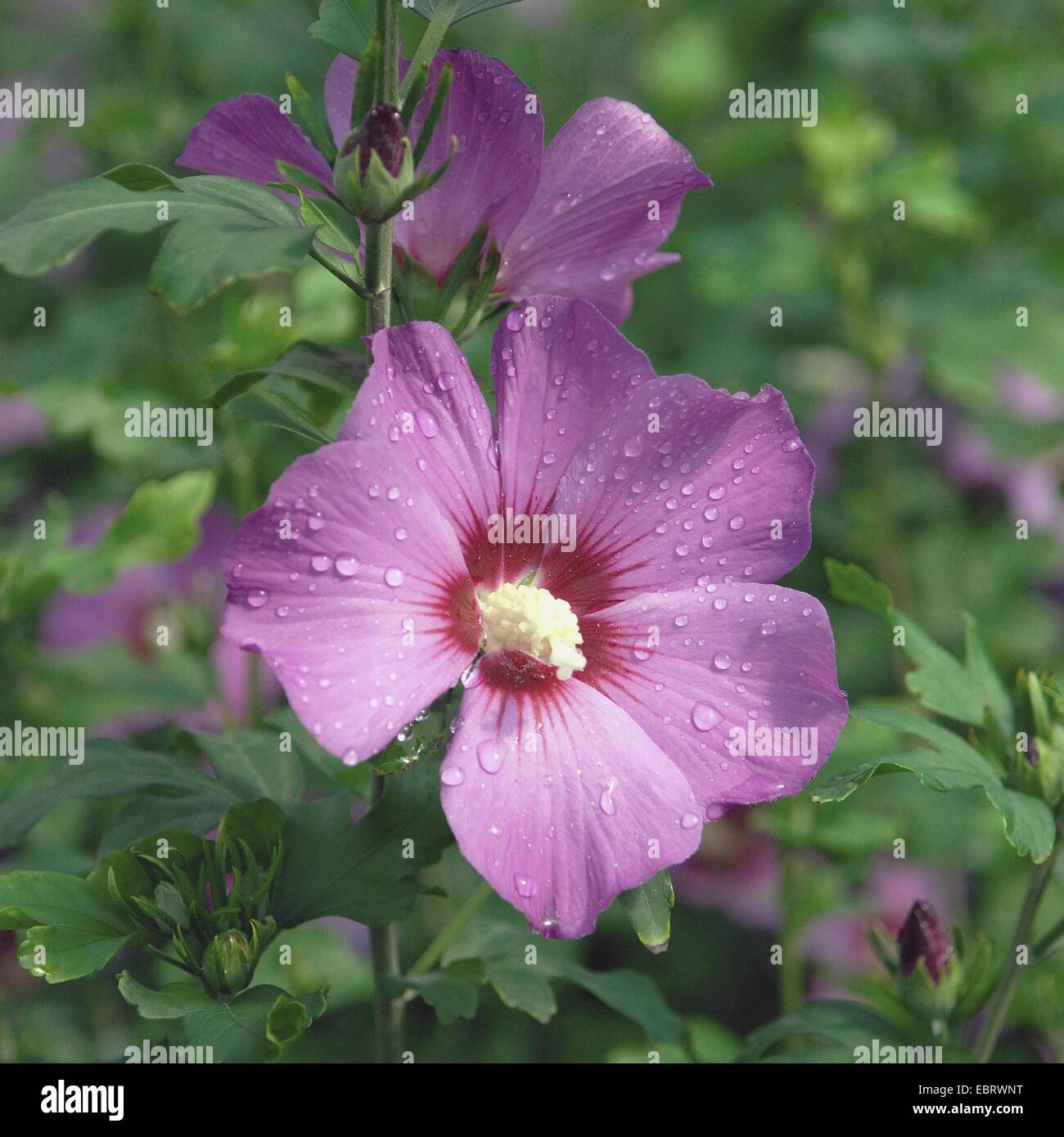 strauchige ALTHAIA, Rose von Sharon (Hibiscus Syriacus 'Russian Violet", Hibiscus Syriacus russischen violett), russische violett blühende Sorte Stockfoto