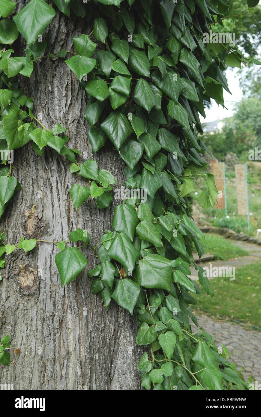 Persische Efeu (Hedera Colchica), auf einen Baum klettern Stockfoto