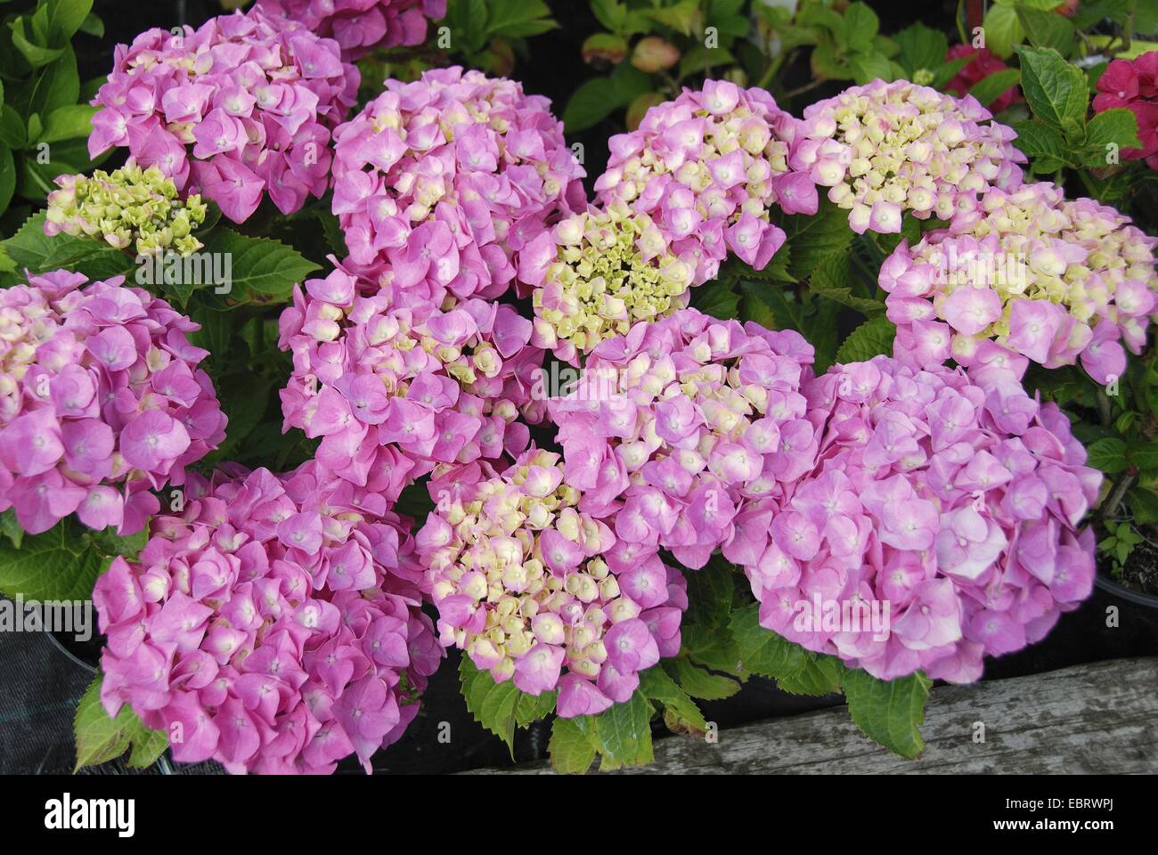 Garten Hortensie, Spitze Kappe Hortensie (Hydrangea Macrophylla 'Berliner Spree', Hydrangea Macrophylla Berliner Spree), Berliner Spree, blühende Sorte Stockfoto