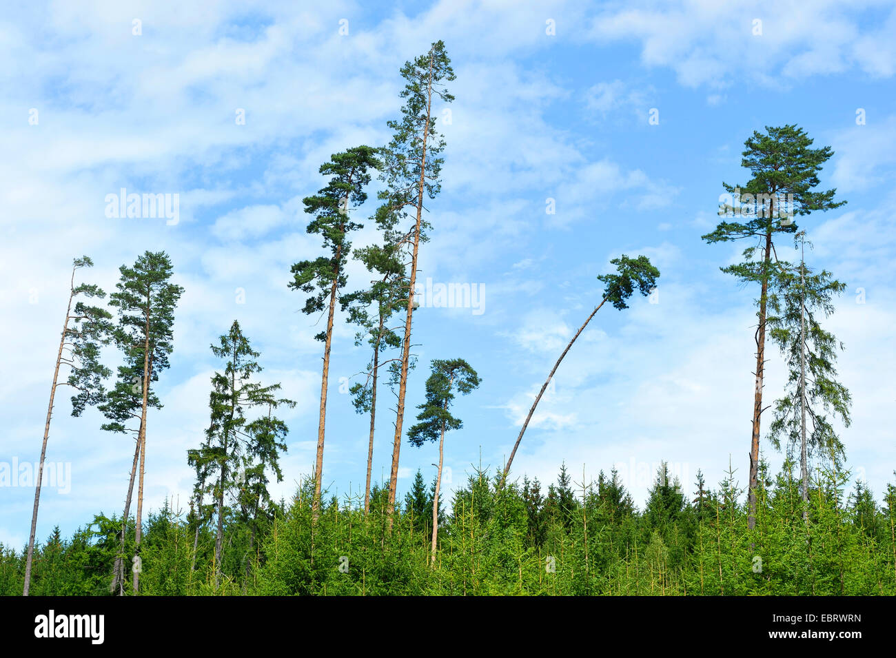 Föhre, Kiefer (Pinus Sylvestris), einige Waldkiefern stehend aus einem Fichte Wald im Sommer, Deutschland, Bayern, Oberpfalz Stockfoto